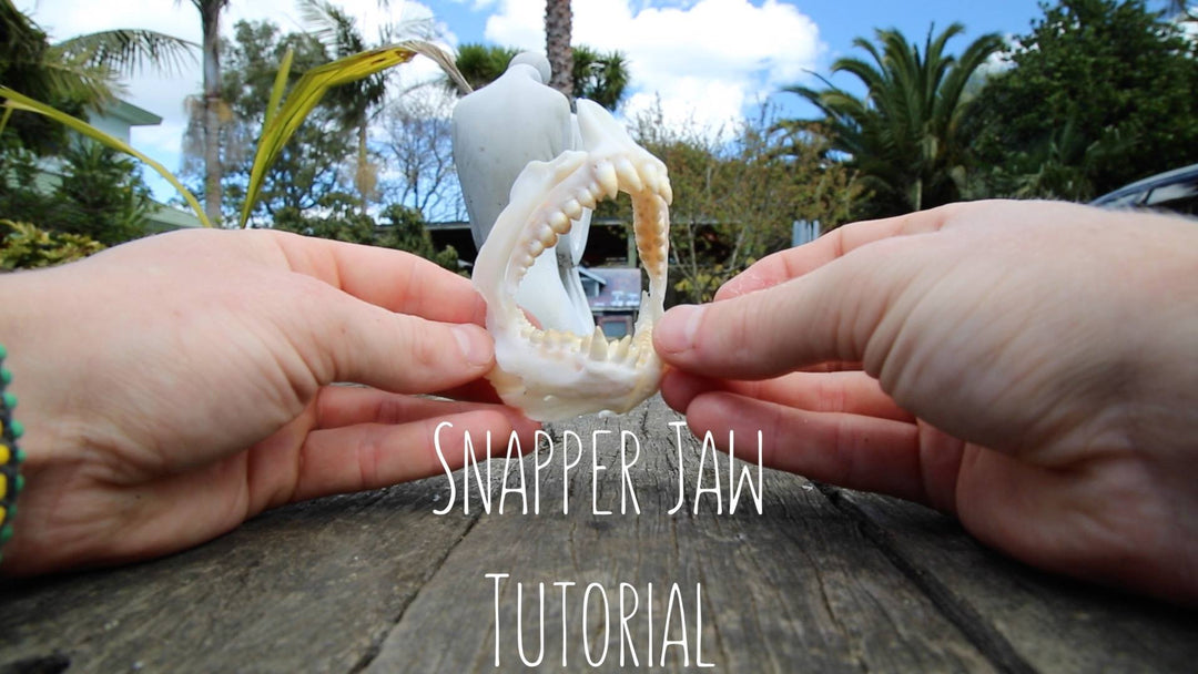 SNAPPER JAW TUTORIAL BY WildFox productions