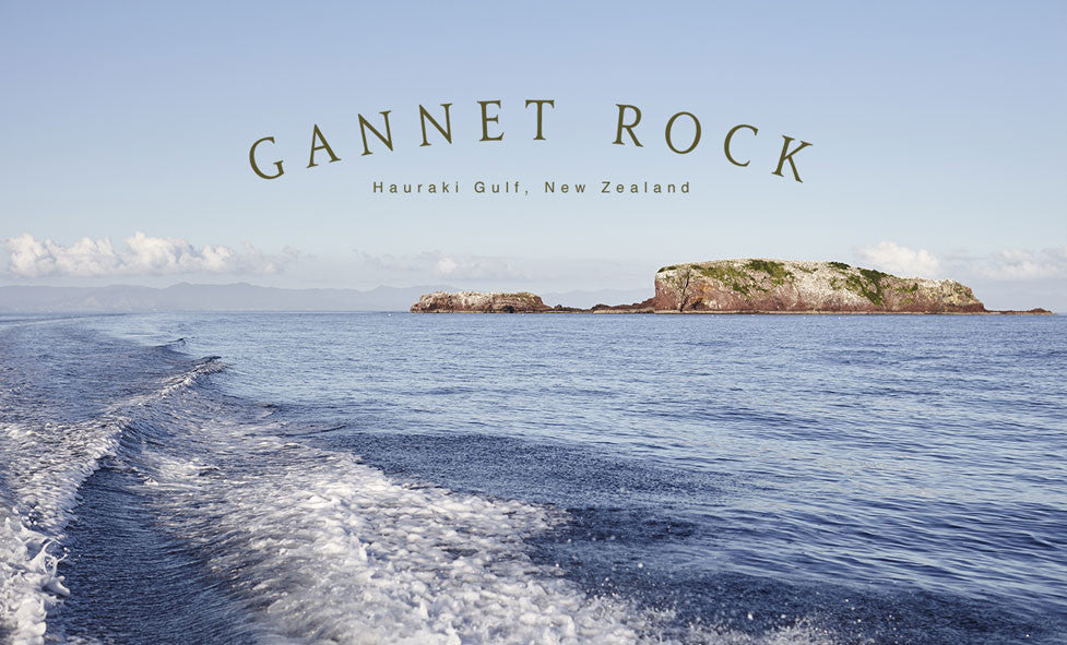 Gannet Rock, Hauraki Gulf, New Zealand